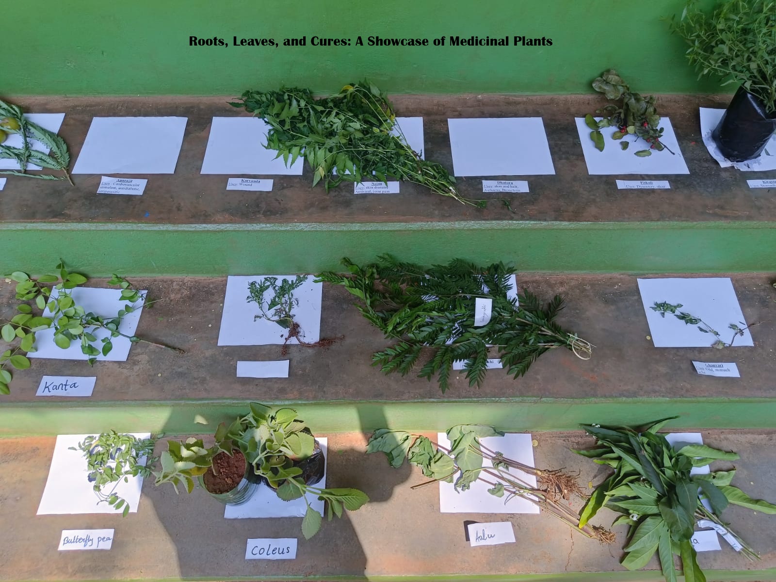 medicinal plants